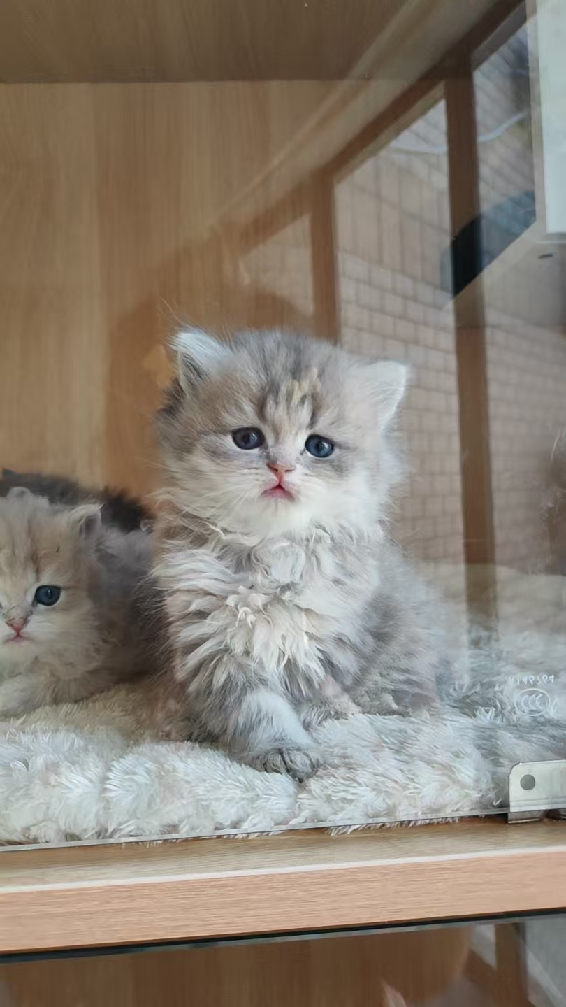 英国短毛猫，蓝金，紫金爆毛款